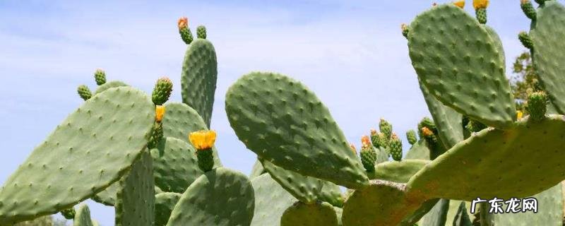 仙人掌有叶子吗,会开花结果吗,是否有毒?