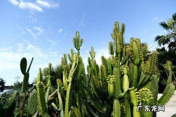 仙人掌有叶子吗,会开花结果吗,是否有毒?