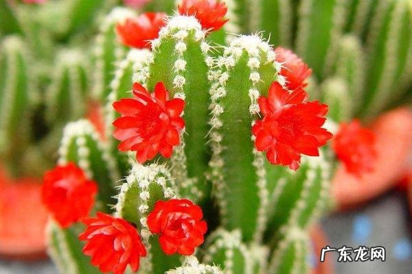 仙人掌有叶子吗,会开花结果吗,是否有毒?