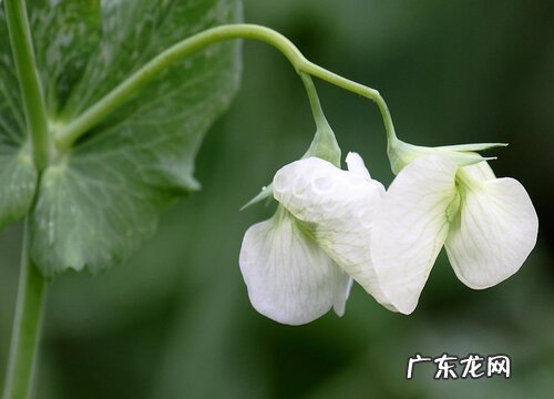 豌豆多久成熟 从种到成熟需要多少天