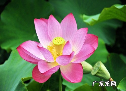 荷花几点钟开花