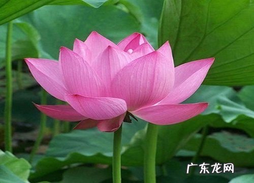 荷花几点钟开花