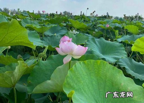 荷花几点钟开花