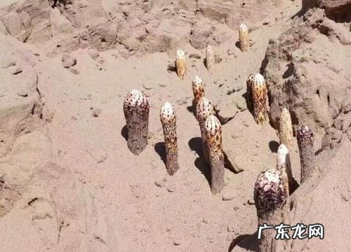 锁阳生长环境条件及特点