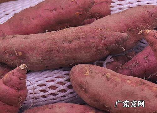 红薯多久成熟 种红薯几个月成熟