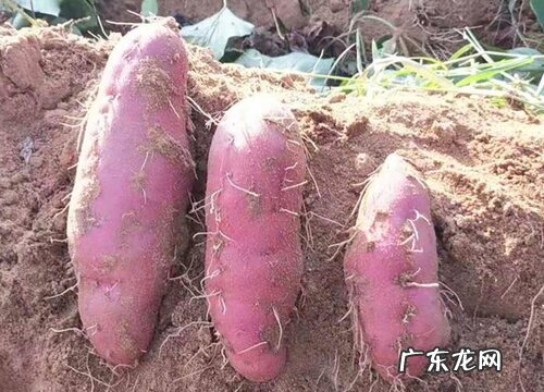红薯多久成熟 种红薯几个月成熟