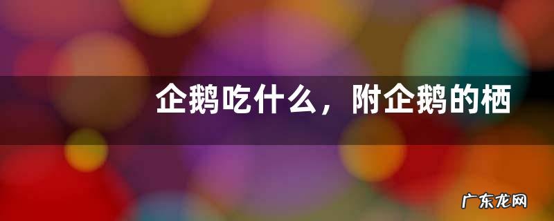 企鹅吃什么，附企鹅的栖息环境、繁殖习性