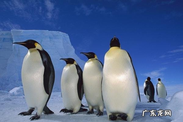 企鹅吃什么，附企鹅的栖息环境、繁殖习性