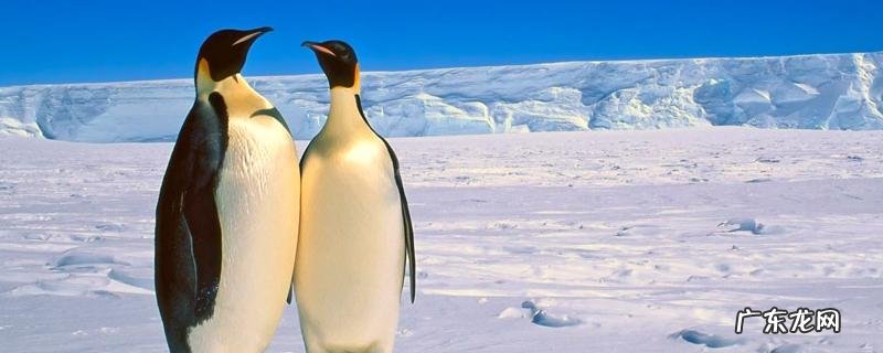 企鹅吃什么，附企鹅的栖息环境、繁殖习性