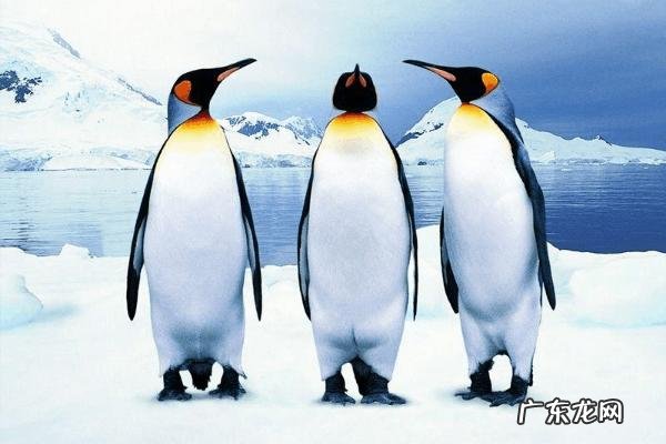 企鹅吃什么，附企鹅的栖息环境、繁殖习性