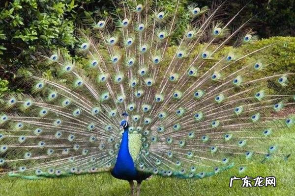 孔雀开屏寓意什么意思,附孔雀开屏是什么原因