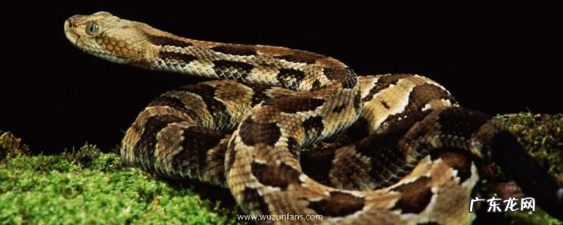 蛇蟒蚺蝰有什么区别