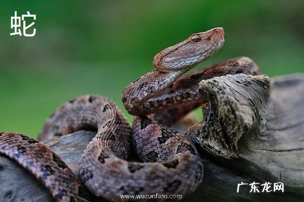 蛇蟒蚺蝰有什么区别