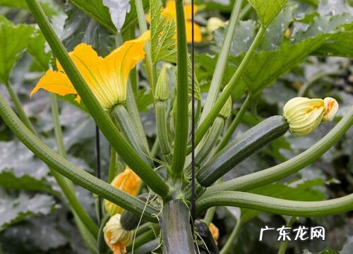 南瓜多久成熟 成熟期多长时间