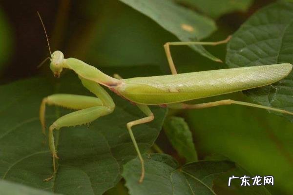 螳螂吃什么食物,怎么捕食,寿命有多长?
