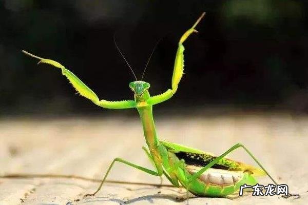 螳螂吃什么食物,怎么捕食,寿命有多长?