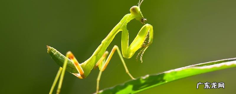 螳螂吃什么食物,怎么捕食,寿命有多长?
