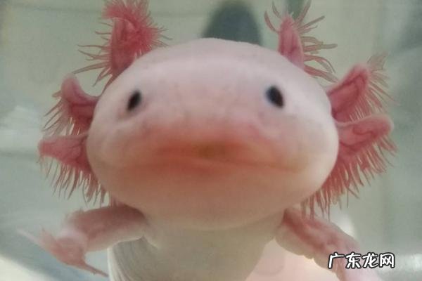 蝾螈吃什么食物,附蝾螈的饲养条件