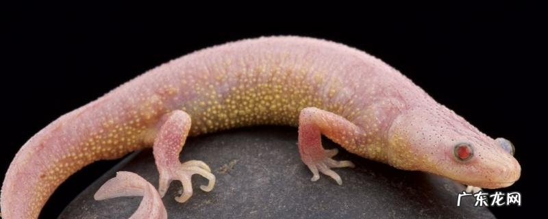 蝾螈吃什么食物,附蝾螈的饲养条件