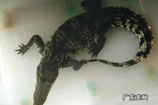 宠物鳄鱼能长多大,附宠物鳄鱼的饲养环境