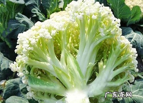 沙土适合种什么蔬菜