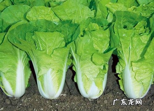 沙土适合种什么蔬菜