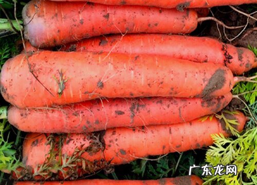 胡萝卜多久成熟 一般成熟期多少天