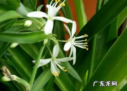 吊兰养多久才能开花 多久开一次花