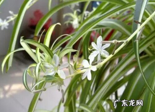 吊兰养多久才能开花 多久开一次花