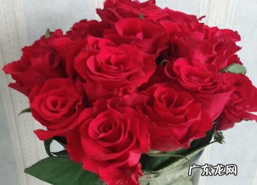 玫瑰花可以水培吗 水培养殖方法