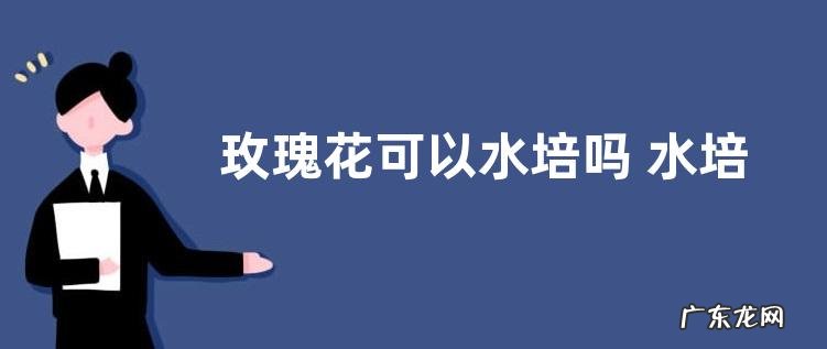 玫瑰花可以水培吗 水培养殖方法
