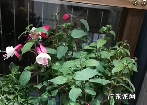 倒挂金钟多久浇一次水