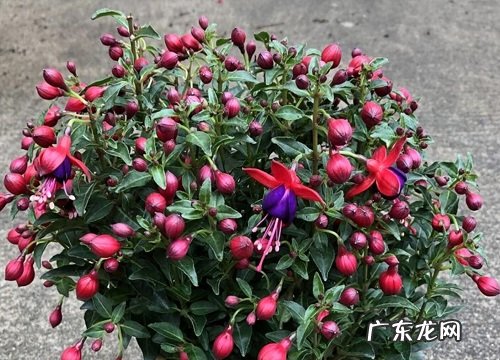 倒挂金钟多久浇一次水