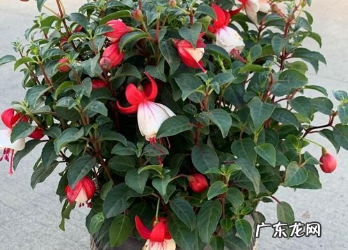 倒挂金钟多久浇一次水