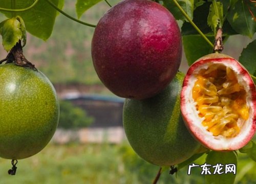百香果多久成熟 从结果开始要多长时间才成熟