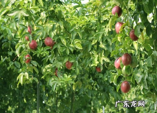 百香果多久成熟 从结果开始要多长时间才成熟