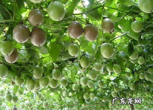 百香果多久成熟 从结果开始要多长时间才成熟