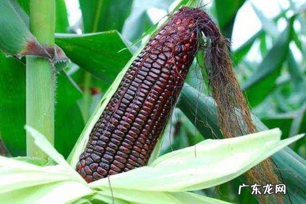 黑玉米产地在哪里,附黑玉米的营养价值