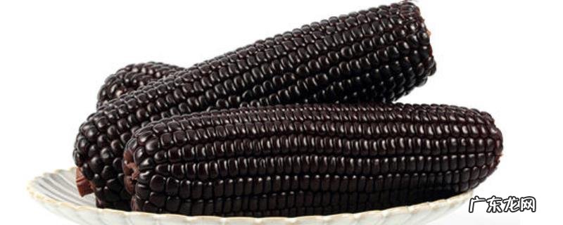 黑玉米产地在哪里,附黑玉米的营养价值