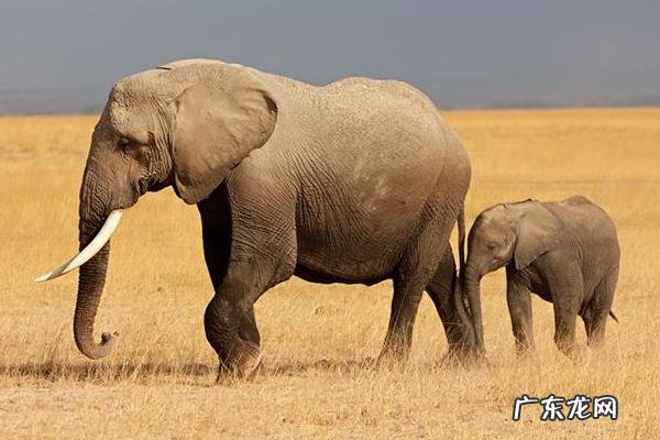 大象寿命有多长,吃什么,附大象的社会习性