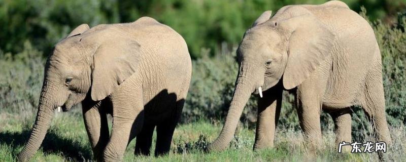 大象寿命有多长,吃什么,附大象的社会习性