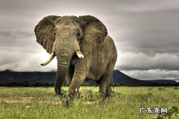 大象寿命有多长,吃什么,附大象的社会习性
