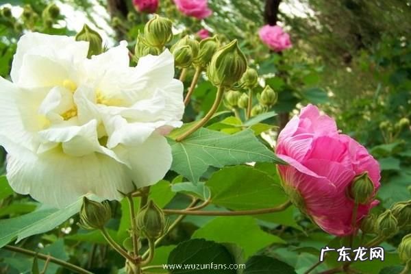 木芙蓉花期是什么时候,附生长习性和作用