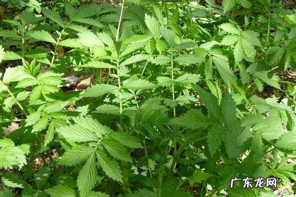 仙鹤草是什么，附仙鹤草的特点和生长环境