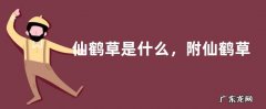 仙鹤草是什么，附仙鹤草的特点和生长环境