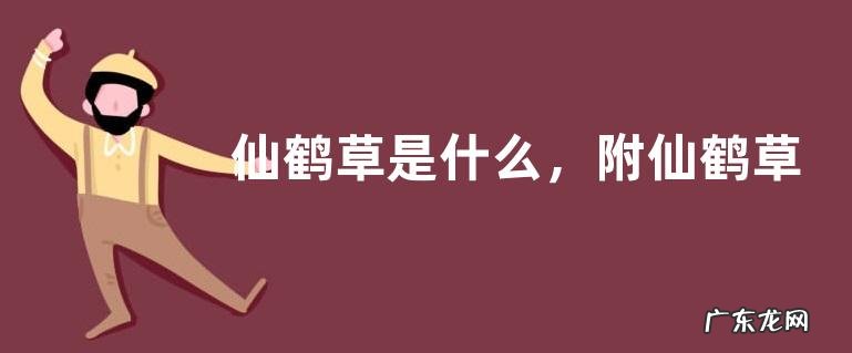 仙鹤草是什么，附仙鹤草的特点和生长环境
