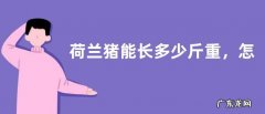 荷兰猪能长多少斤重，怎么繁殖