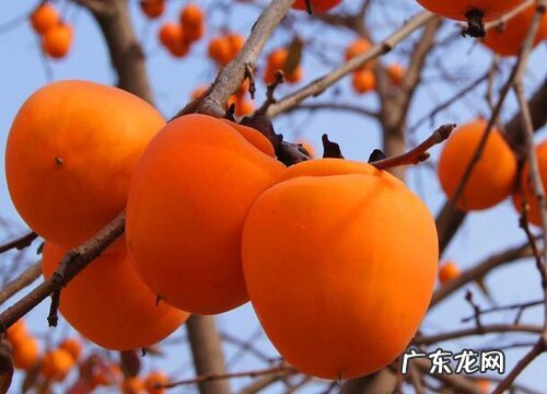 柿子多久成熟 成熟期多长时间