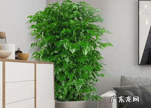 平安树的寓意与风水 象征寓意及摆放位置