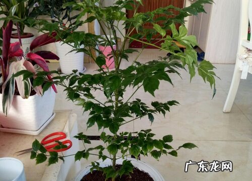 平安树的寓意与风水 象征寓意及摆放位置